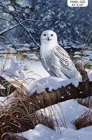 snowy-owl